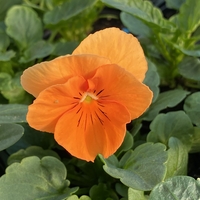 Къдрави теменужки