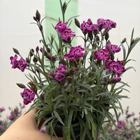 Каскаден ароматен карамфил