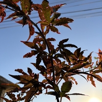Японски клен ‘Atropurpureum’ (Acer palmatum Atropurpureum)