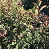 Фотиния ‘Red Robin’ / Photinia × fraseri ‘Red Robin'