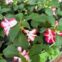Impatiens walleriana 'Raffael Star Mix' (Циганче / Импатиенс)