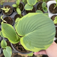 Хоста /Hosta/ - Christmas Tree