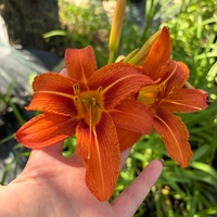 Хемерокалис (Hemerocallis)
