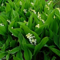 Момина сълза (Convallaria majalis)