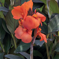 Кана / Canna CANNOVA
