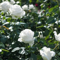 PIERRE ARDITI® Meicalanq