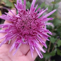 Високостеблена хризантема Violet Spoon