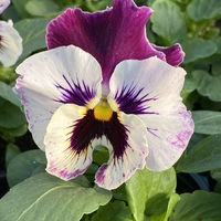 Къдрави теменужки