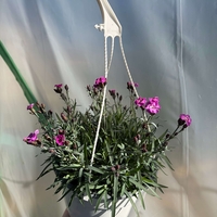 Каскаден ароматен карамфил - кошници