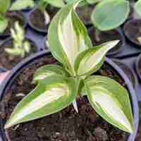 Хоста /Hosta/ - Hosta Mediovariegata