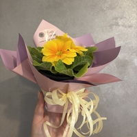 Опаковане на цвете в саксия за подарък