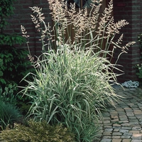 Декоративна трева Фаларис (Phalaris picеa)