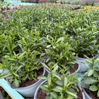 Лобелия - тройка компактна (compact Fashion)