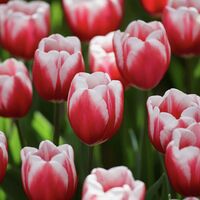 Лале Timeless в саксия - единично