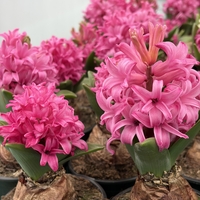 Зюмбюл Pink Pearl в саксия - единичен