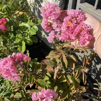 Индийски люляк - Lagerstroemia indica