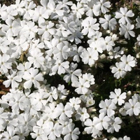 Алпийски флокс (Phlox subulata 'Alba')