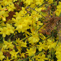 Храстовиден жасмин (Jasminum fruticans)