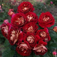 BOLSHOI® Meizuzes