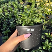 Шибой - Sugar Rush Mix