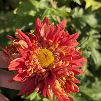 Бългрски хризантеми - различни сортове