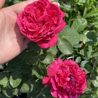 Gpt Red Eden Rose® (Eric Tabarly®)