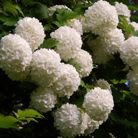Калина „Снежна топка“ (Viburnum opulus ‘Roseum’ / “Boule de Neige”)