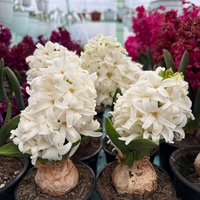 Зюмбюл White Pearl в саксия - единичен