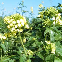 White Mustard Seeds (Sinapis Alba) – Natural Health Benefits & Uses