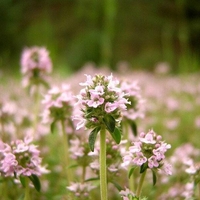 Organic Wild Thyme (Thymus sp. diversa / Thymus serpyllum)