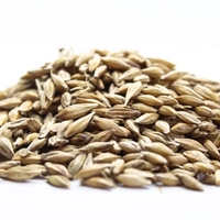 Organic OAT SEEDS | Avena Sativa | Oat Seeds Tea | Herbal Tea | Oatstraw Seeds | Dried Seeds | Organic Seeds | Organic Herb
