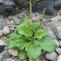 Organic PLANTAIN LEAF | plantago major | plantain tea | herbal tea | dried herbs | organic herbs | herba | tea | organic bulk herb