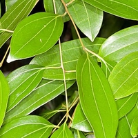 Organic Ceylon Cinnamon Stick | Cinnamomum verum | Cinnamon Bark Tea | Organic Cinnamon Stick | Organic Bark | Herba | Tea