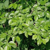 Organic ELM BARK | ulmus minor | elm bark tea | dried bark | herbal tea | herba | tea | organic herbs | dried herbs