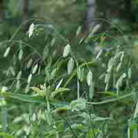 Organic oatstraw herb | avena sativa | oatstraw tea | herbal tea | herba | tea | organic herbs | dried herbs | wild oatstraw herb | herbal