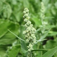 Organic GOOD KING HENRY Root | Chenopodium Henricus | Dried Root | Organic Root | Organic Herbs | Herba | Herbalist | Remedies | Root