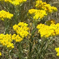Organic LIFE EVERLASTING FLOWERS | helichrysum arenarium | life everlasting tea | herbal tea | dried flower | herba | helichrysum stoechas