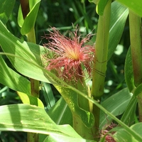 Organic CORN SILK | Stygmata Maydis | Corn Silk Tea | Herbal Tea | Herba | Tea | Organic Herbs | Natural Bulk Herb | Holistic Health | Herbs