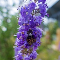 Organic Vitex Chaste Tree Berries | Natural Hormonal Support | Vitex agnus castus