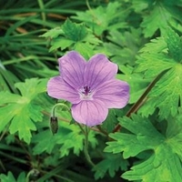 Organic CRANSEBILL LEAF | Geranium Macrorrhizum | Cransebill Tea | Dried Leaf | Herbal Tea | Organic Herbs | Herba | Tea | Organic Leaf