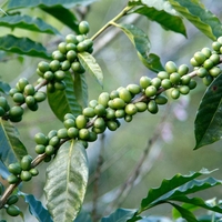Organic GREEN COFFEE GROUND | green coffee | green coffee bean ground | classic green coffee powder | classic coffee | coffee powder