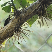 Organic CAT'S CLAW BARK Powder | uncaria tomentosa | cats claw powder | cats claw tea | herbal tea | herba | tea | powder