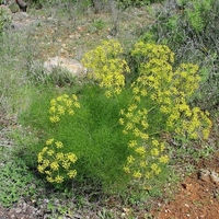 Organic FENNEL SEEDS | foeniculum vulgare | fennel tea | herbal tea | dried seeds | dried herb | organic herb | herba | tea