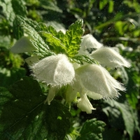 White Dead Nettle Herb | Lamium Album – Natural Anti-inflammatory and Immune Support