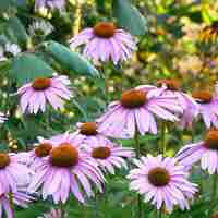 Organic ECHINACEA HERB | Echinacea purpurea | Herbal Tea | Loose Tea | Loose Dried Herbs | Dried Loose Herb | Herba | Tea