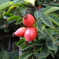 ORGANIC Rosehips Powder | Rosa Canina | Organic Powder | Organic Herbs | Herba | Tea | Natural Powder