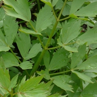 Organic LOVAGE ROOT | Levisticum Officinale | Dried Root | Organic Root | Organic Herbs | Dried Herbs | Herbal Tea | Herba | Tea | Herbalist