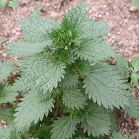 Organic GREEK NETTLE LEAF | urtica urens | greek nettle tea | nettle leaf | herbal tea | dried leaf | organic herbs | herba | tea