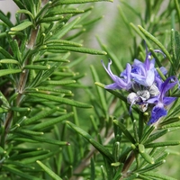 Organic ROSEMARY LEAF | rosmarinus officinalis | rosemary tea | herbal tea | herba | tea | dried leaf | organic herbs | sices | dried herbs