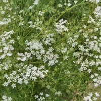 Organic CUMIN SEEDS | Cuminum Cyminum | Cumin Seeds Whole | Spices | Dried Seeds | Organic Seeds | Organic Herb | Herba | Seeds